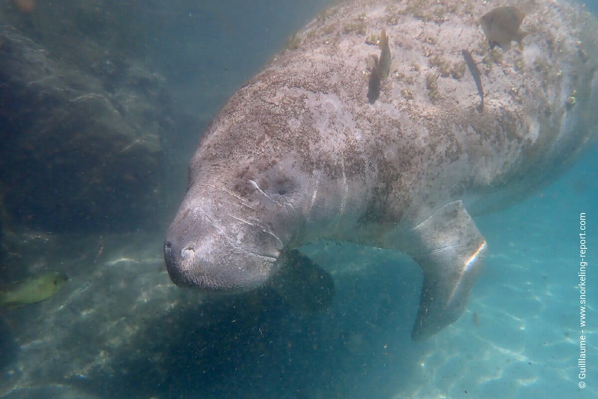 A manatee in Crystal River.