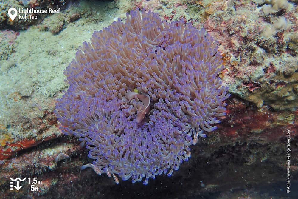 Pink skunk clownfish in sea anemone