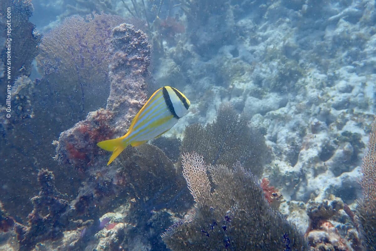 A porkfish at Grecian Rocks.