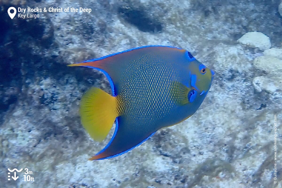 Queen angelfish at Dry Rocks