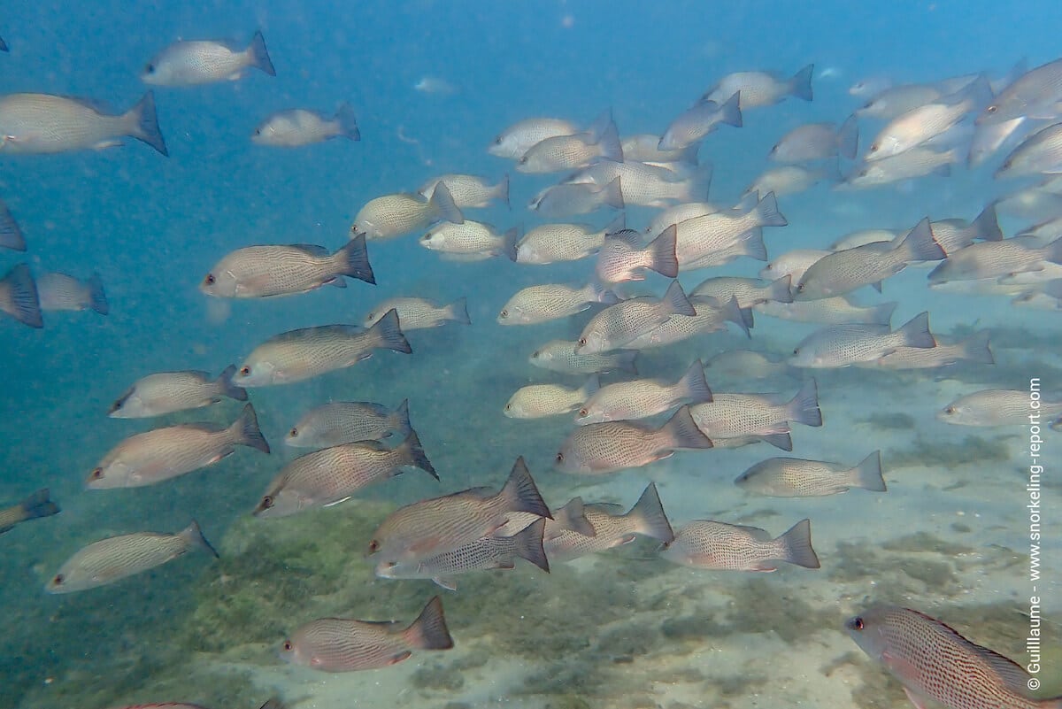 A school of grey snappers in Crystal River
