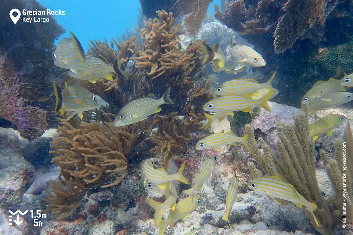 School of grunt at Grecian Rocks