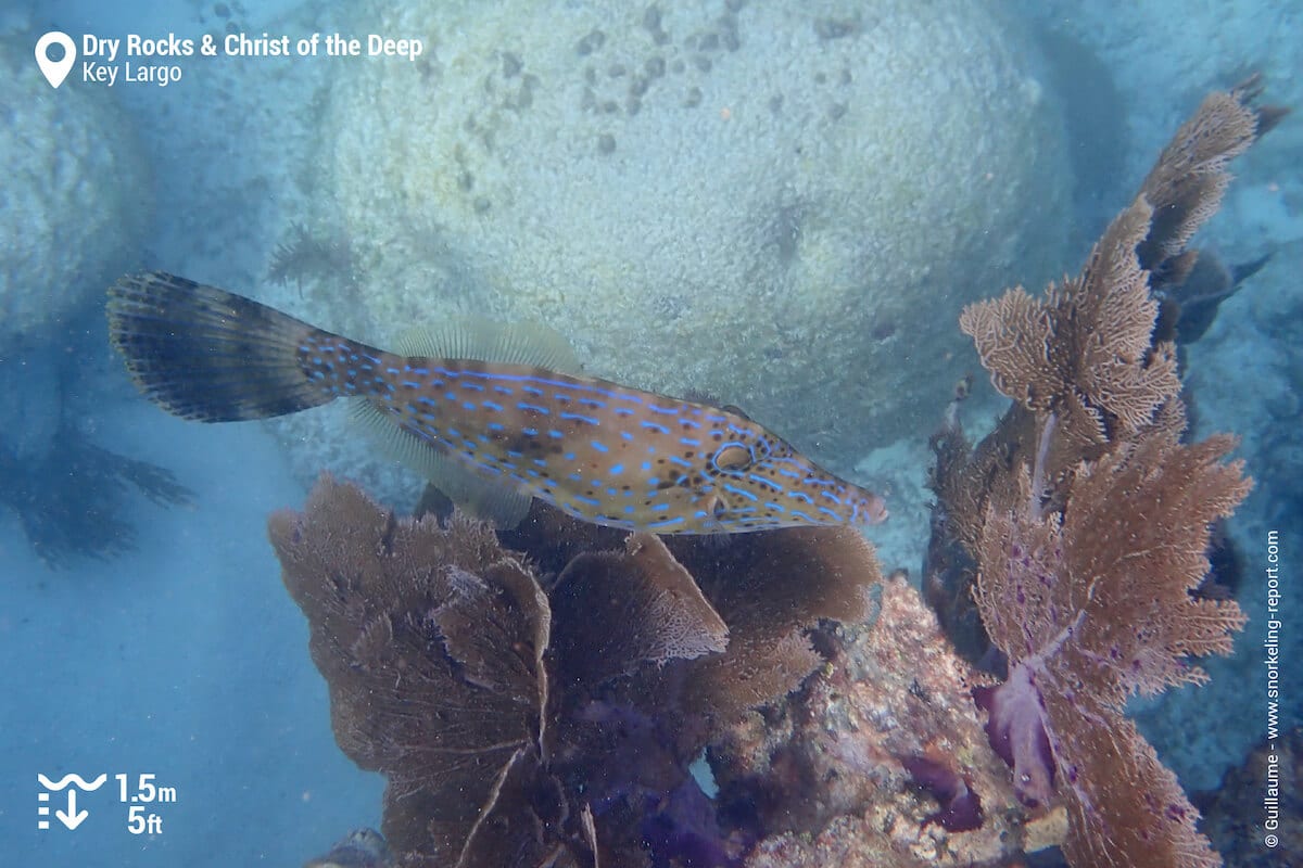 Scrawled filefish at Dry Rocks