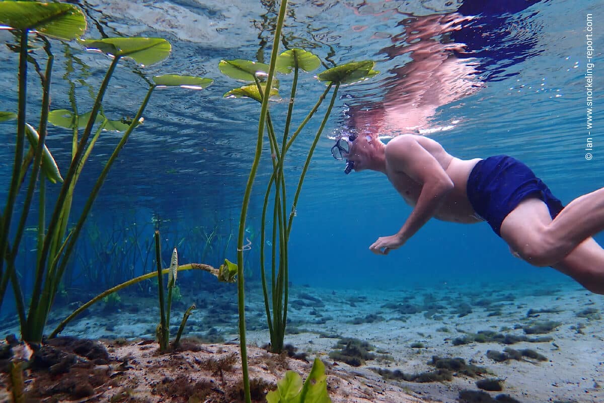 Snorkeler in Alexander Springs