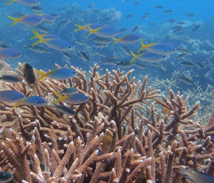 Lighthouse Reef