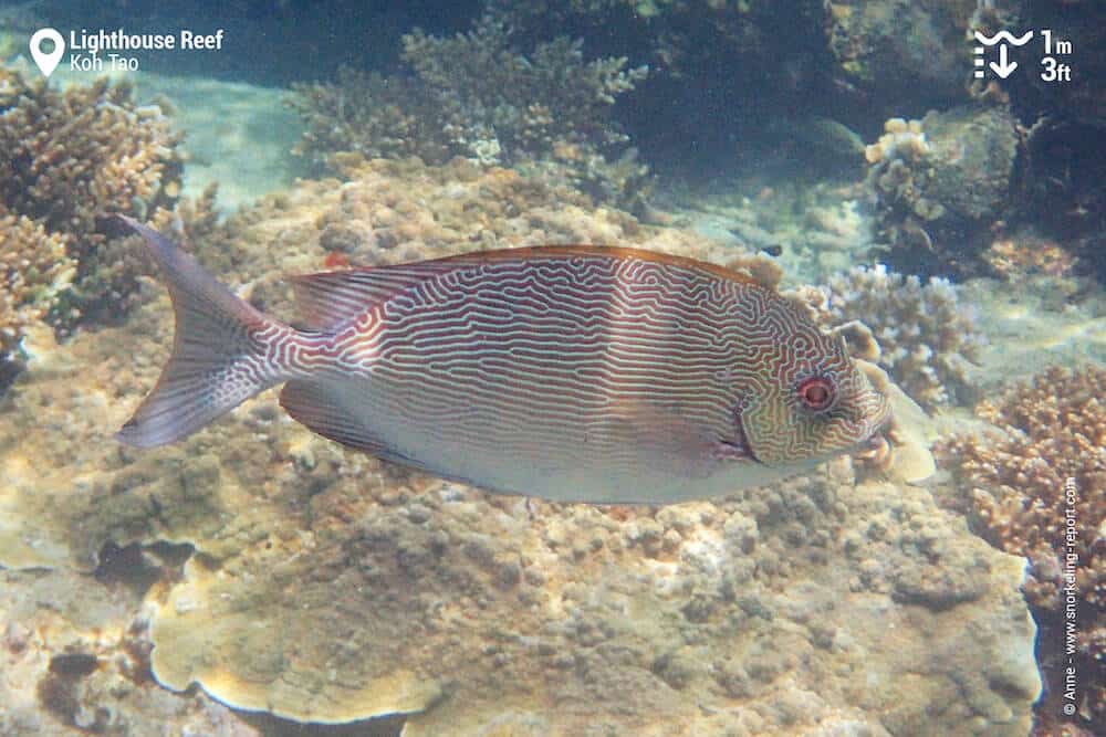 Vermiculated spinefoot in Koh Tao