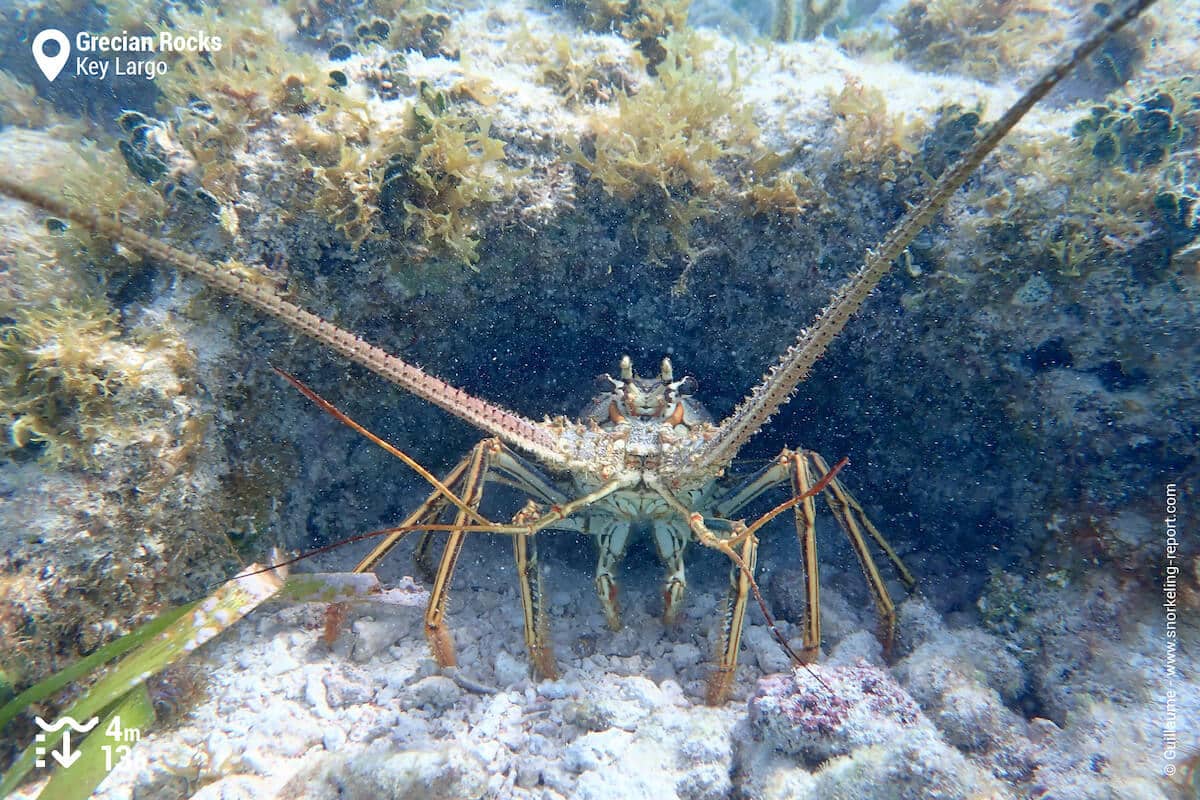 Spiny lobster at Grecian Rocks