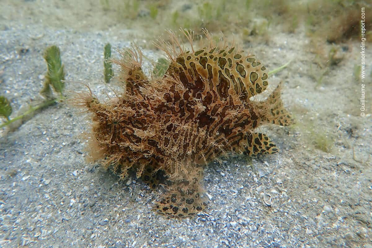 Florida's shallow waters are home to a fascinating marine fauna, such as this striated frogfish encountered at the Blue Heron Bridge.