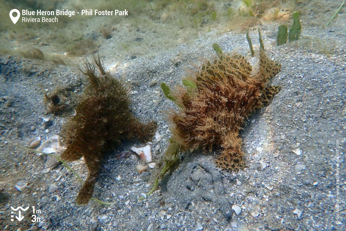 Striated frogfish at Blue Heron Bridge