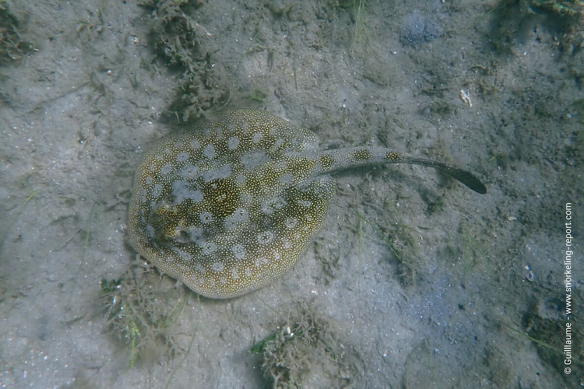 A yellow stingray at the Blue Heron Bridge.