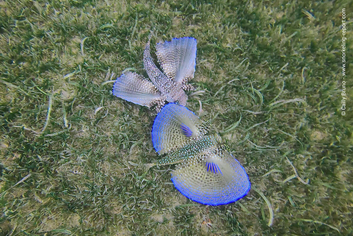 A pair of flying gurnards in Les Anses d'Arlet seagrass beds