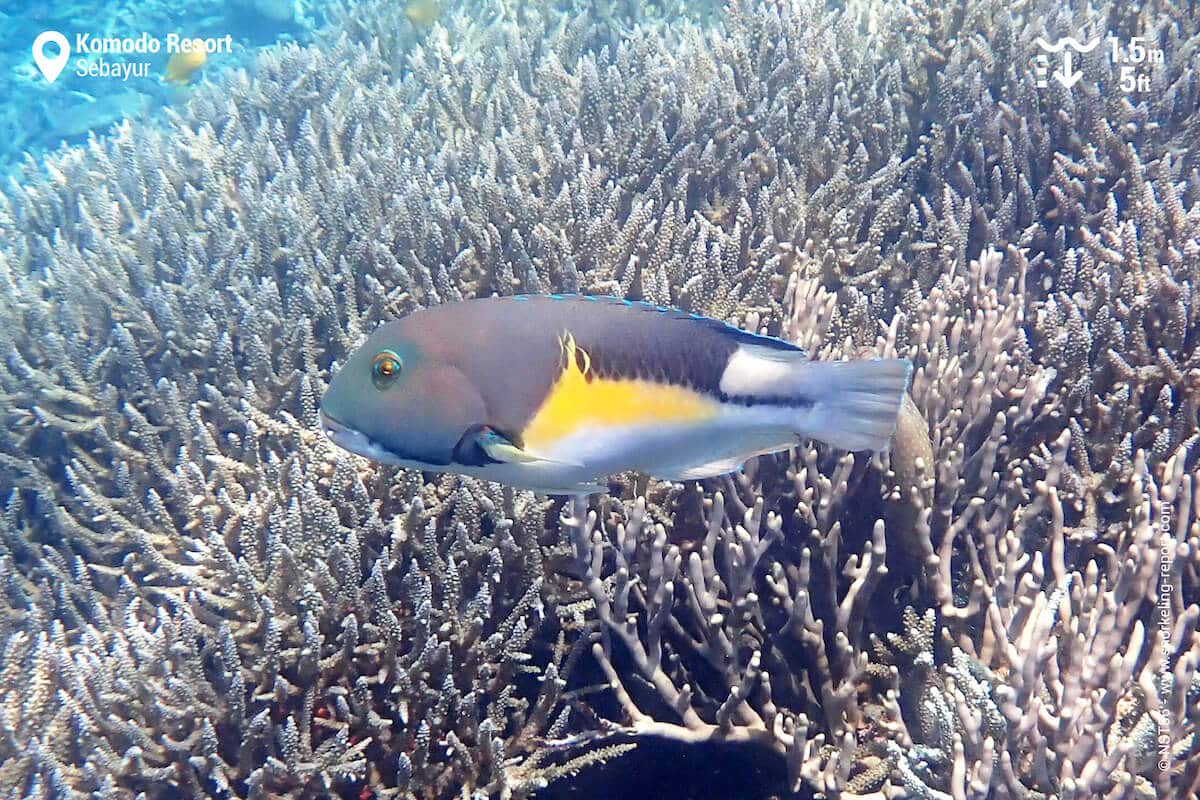 An Anchor Tuskfish over the top of the coral on Komodo Resort's house reef.