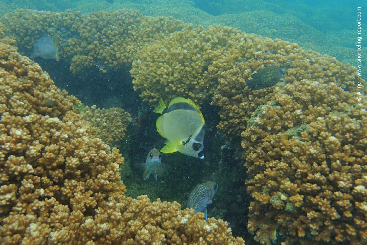 Blacknosed butterflyfish at Isla Bolanos