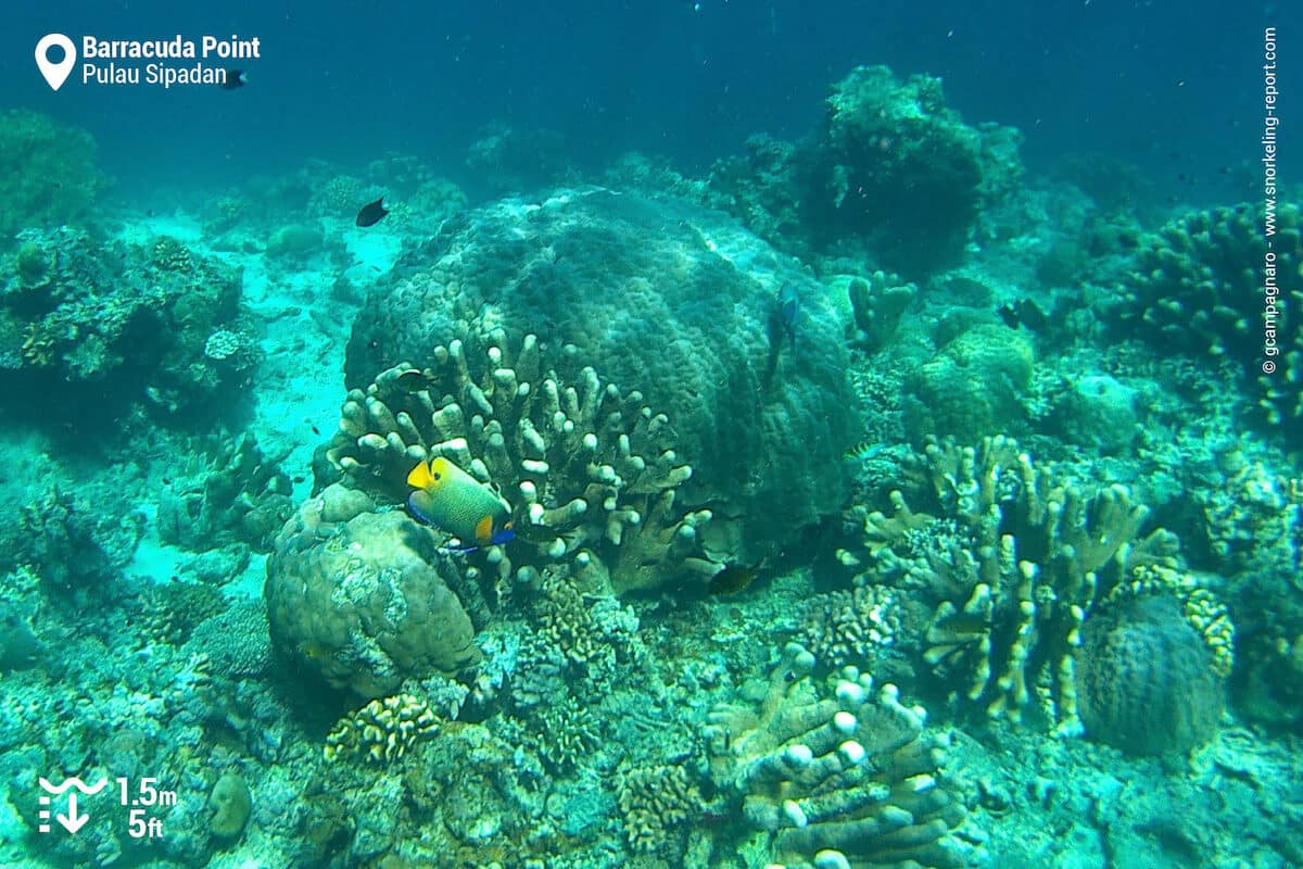 Blueface angelfish at Barracuda Point Reef