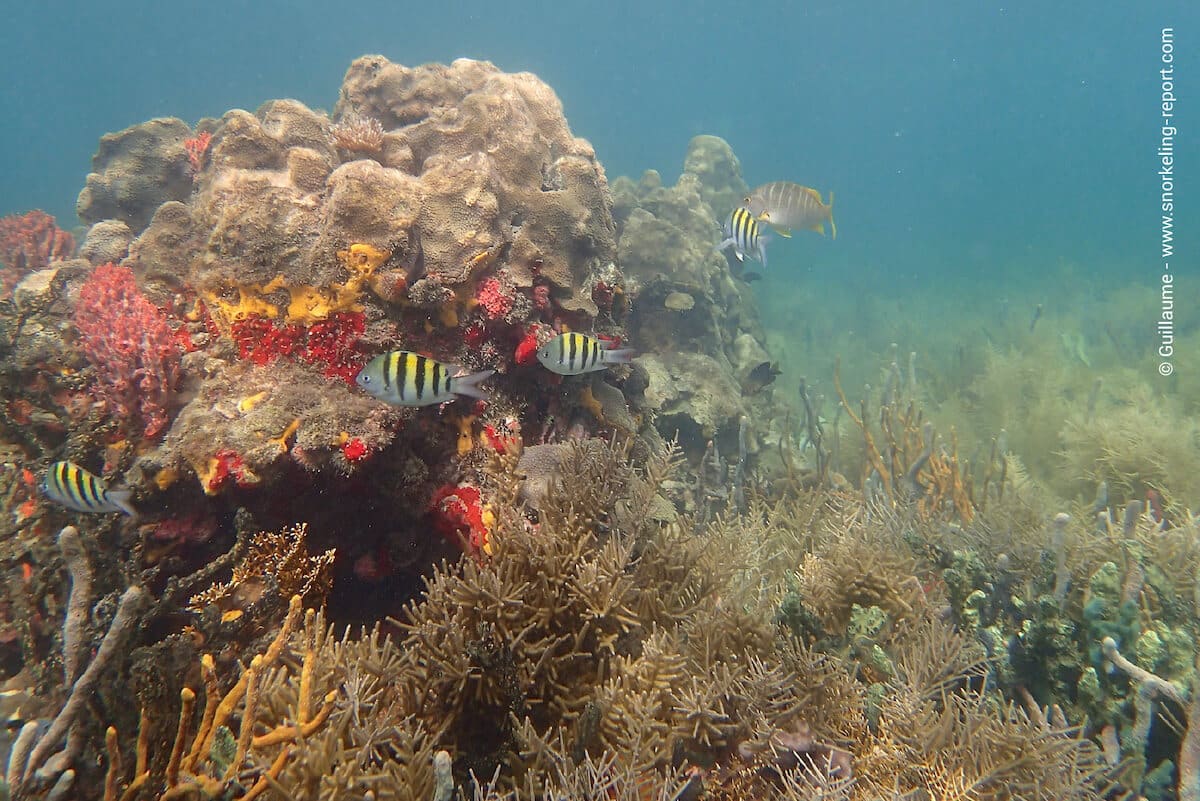 Coral reef at Cayo Coral, Bocas del Toro