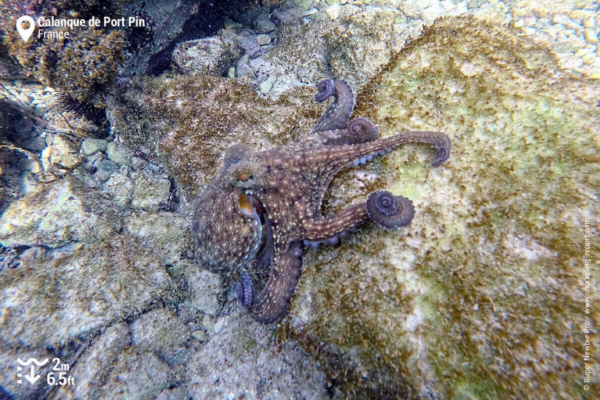 Common octopus at Calanque de Port Pin