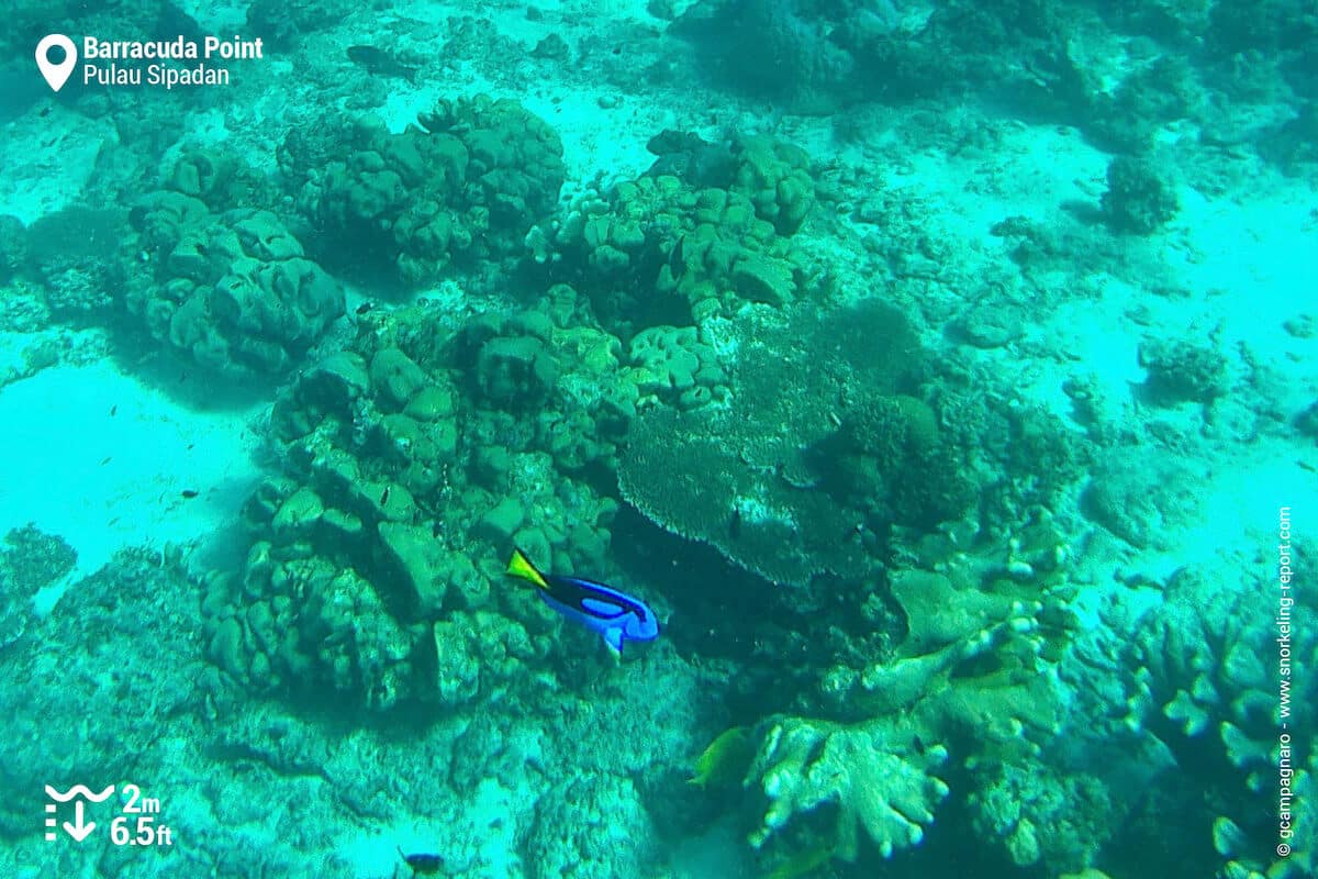 Palette surgeonfish at Barracuda Point