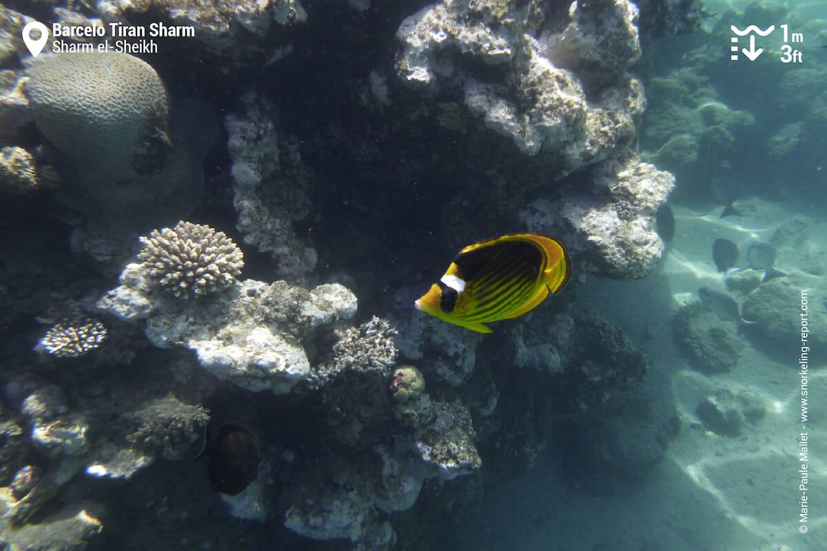 Coral reef at Barcelo Tiran Sharm