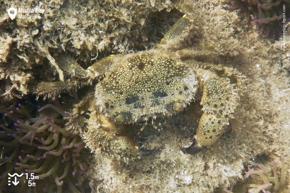 Crab at Mistra Bay