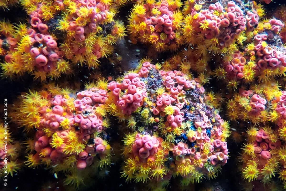 Cup coral in Anse Noire