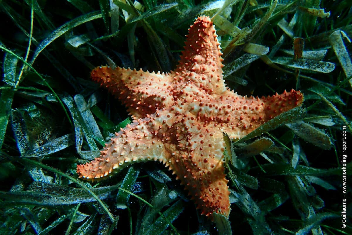 A cushion sea star in seagrass meadows