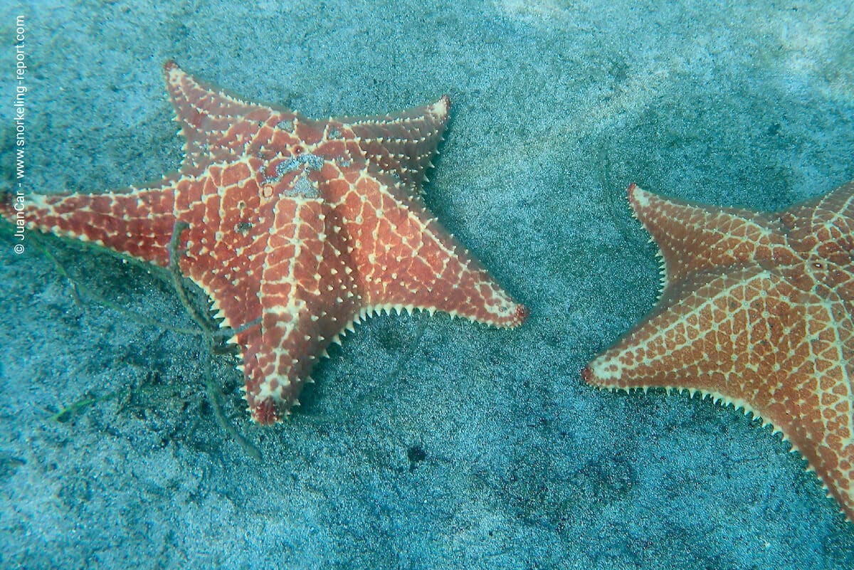 Cushion sea stars at Playa Estrella
