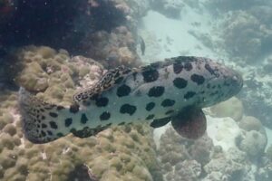 Epinephelus tukula