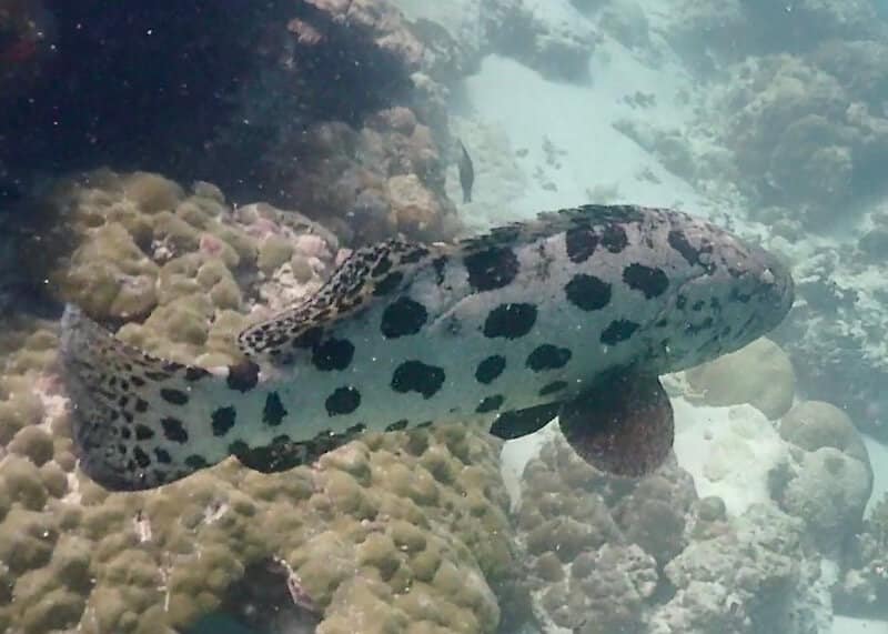 Epinephelus tukula