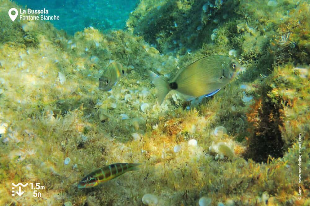 Fish at La Bussola rocky beds