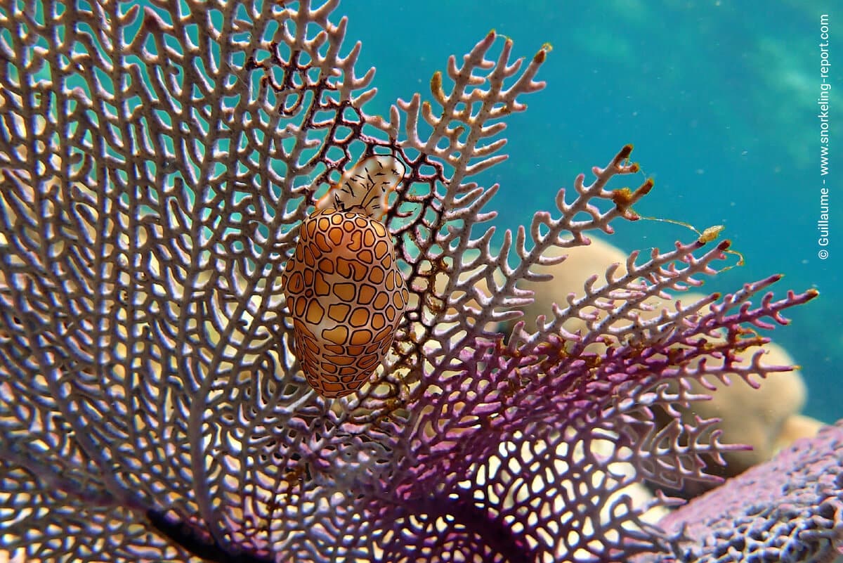 A flamingo tongue snail on a gorgonian