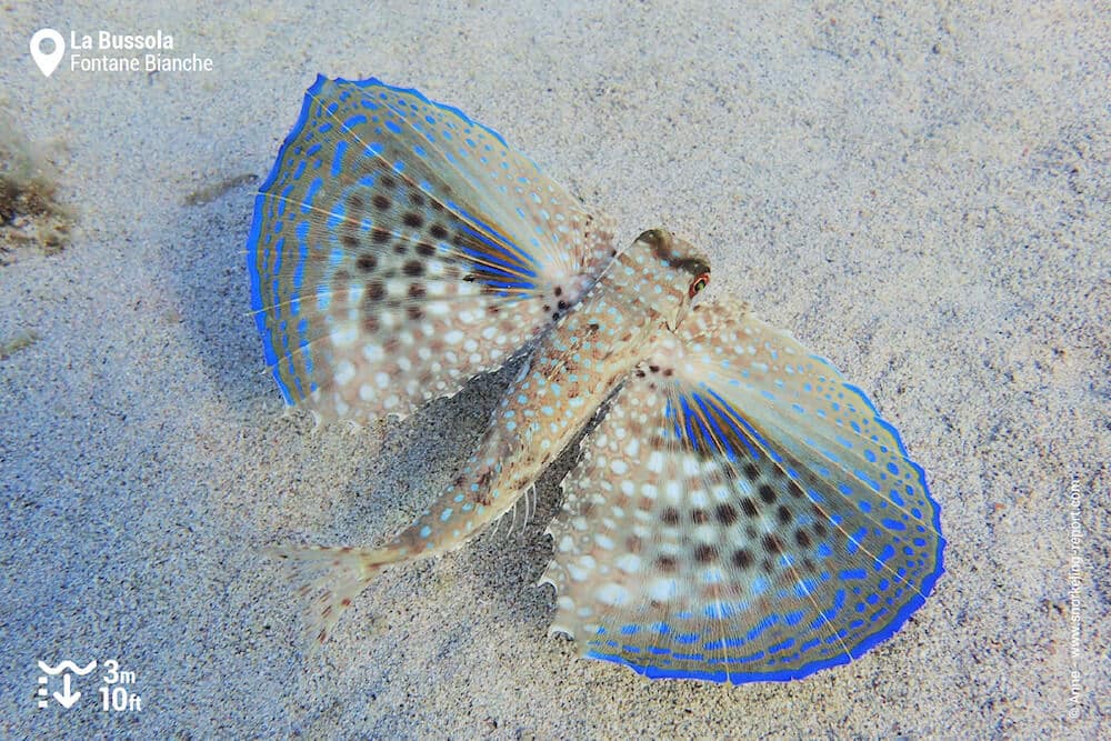 Flying gurnard in La Bussola, Sicily