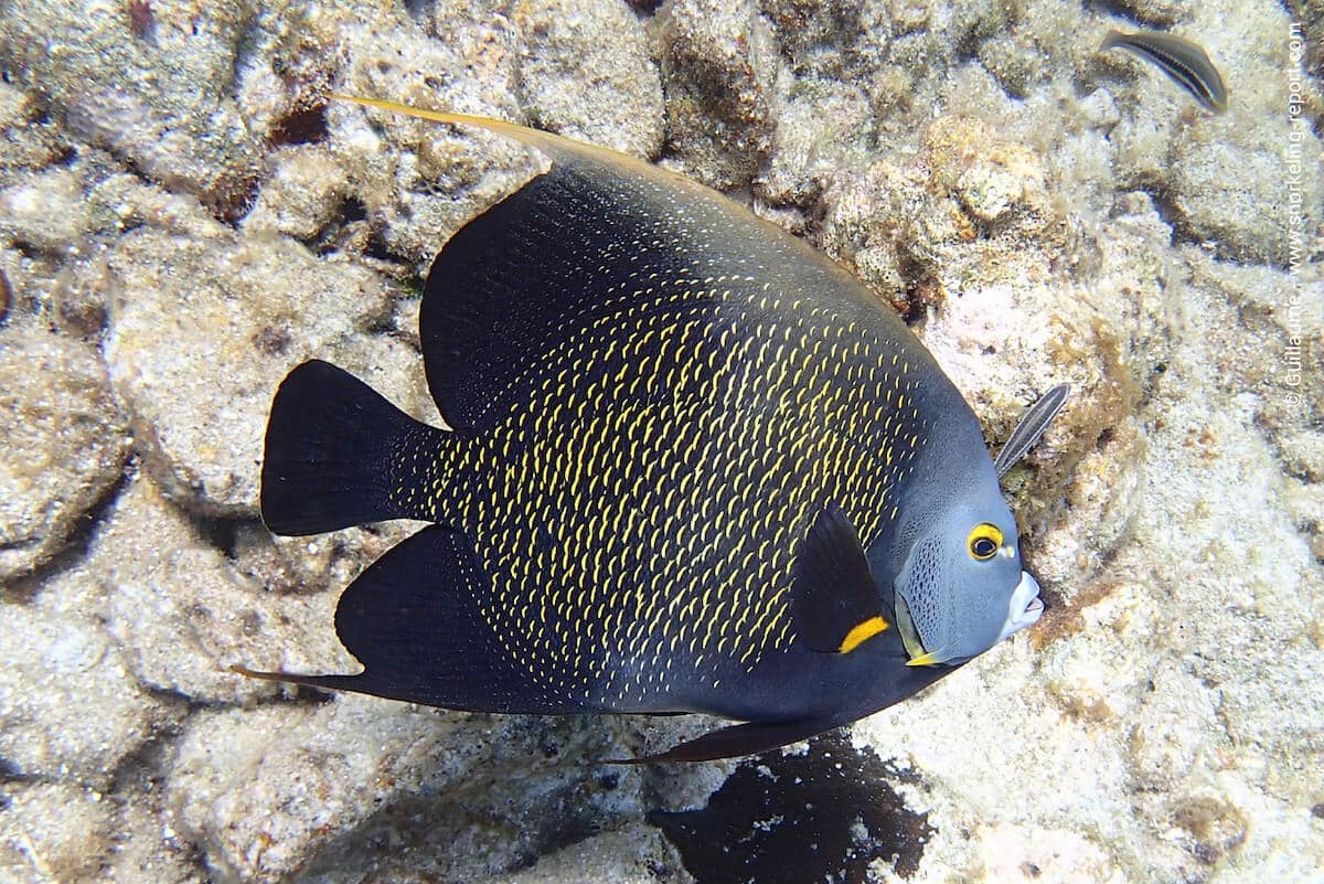 A French angelfish in West Bay