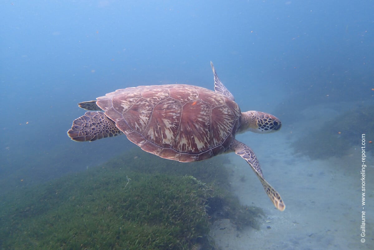 A green sea turtle in Anse Noire