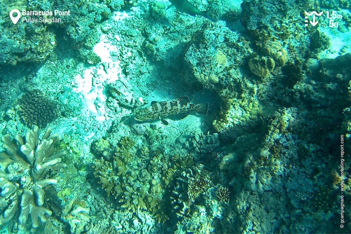 Grouper in Sipadan
