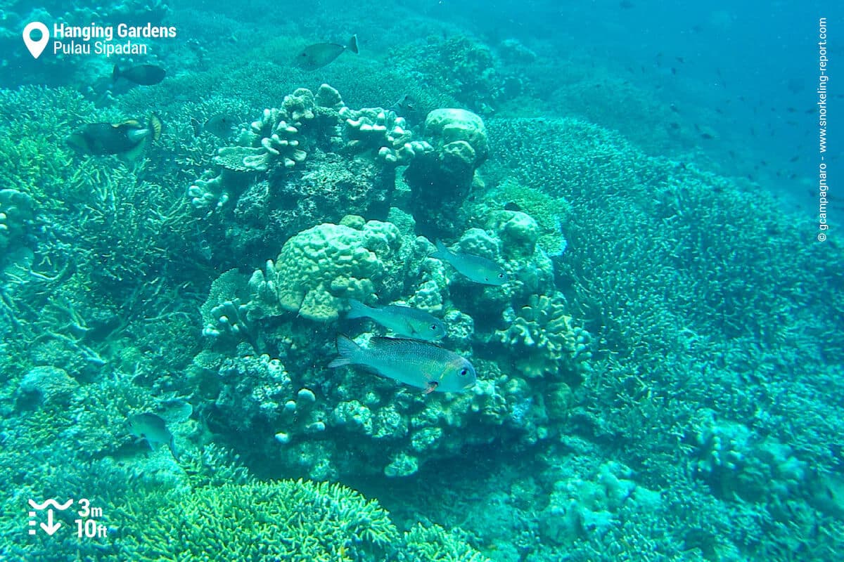 Hanging Garden's coral reef