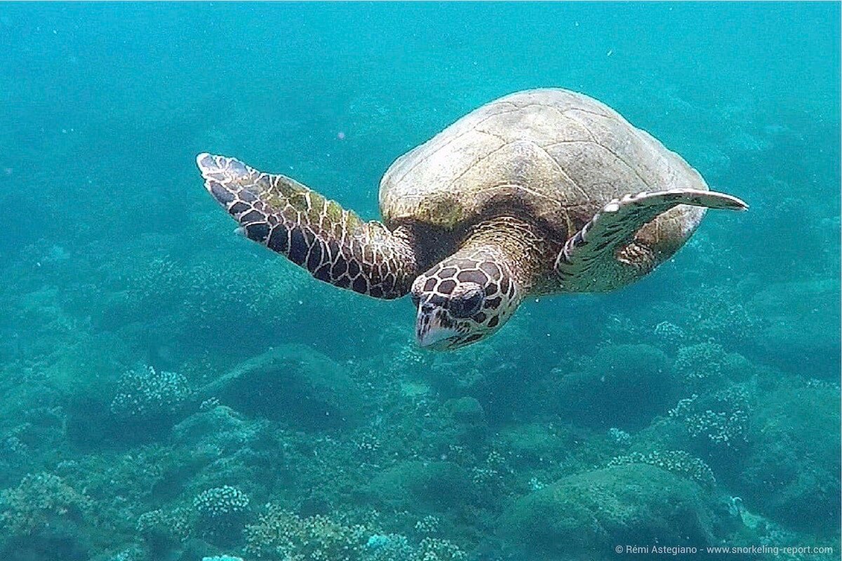 A hawkbill sea turtle in Granito de Oro