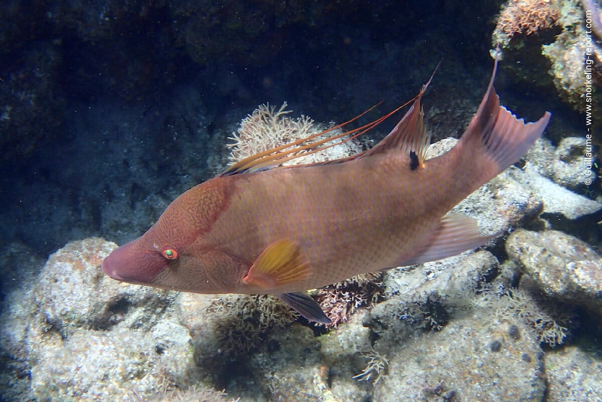 Hogfish in West End