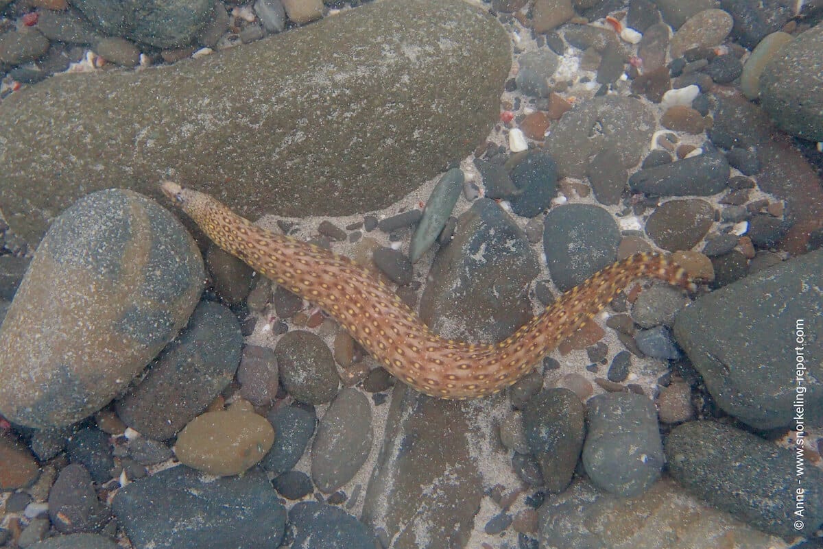 Jewel moray at Isla Bolanos