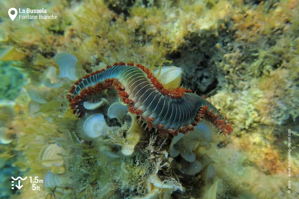 Marine worm in La Bussola