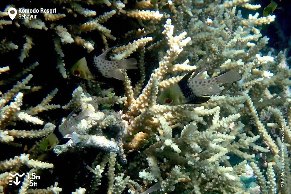 Well camouflaged Pyjama Cardinals, which can be found on the main reef and amongst the Mangrove roots.