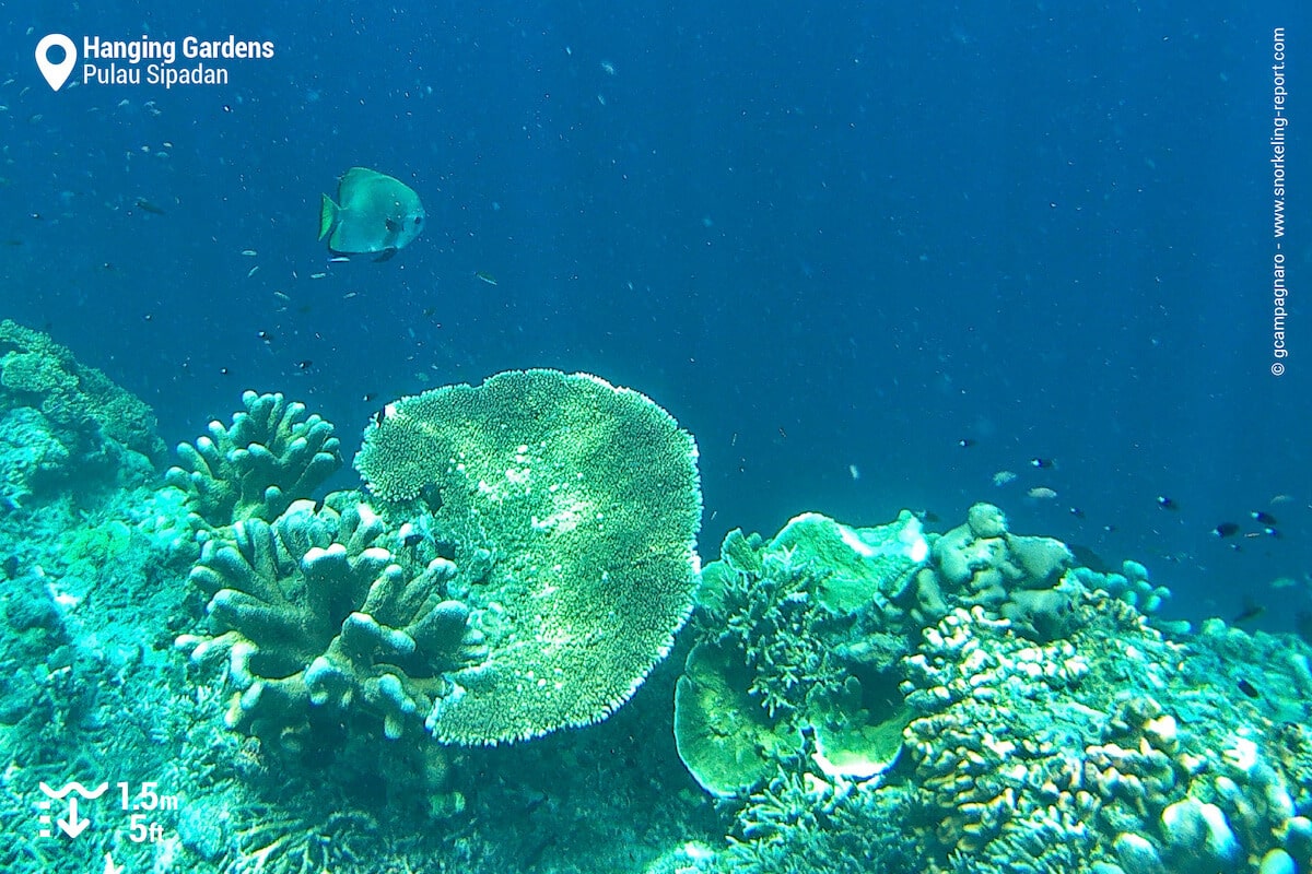 Reef drop off at Sipadan Island