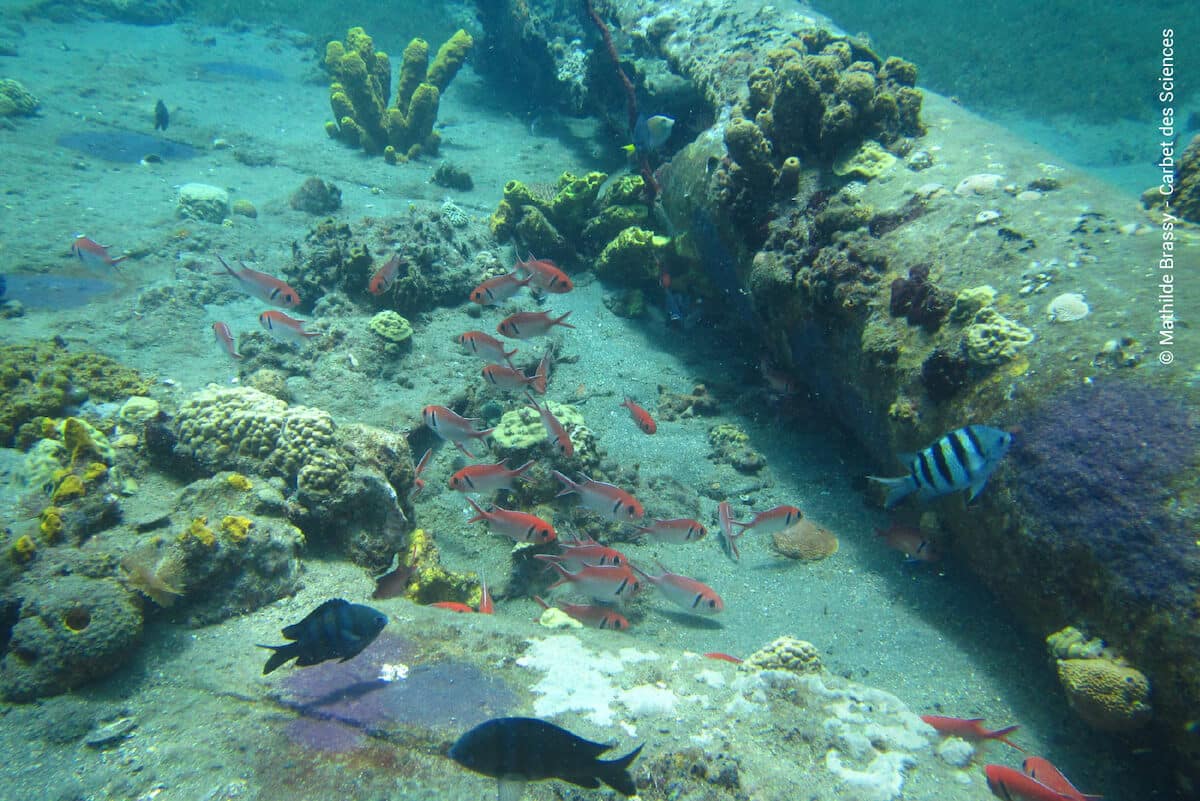 Reef fish swim next to Amelie Wreck debris