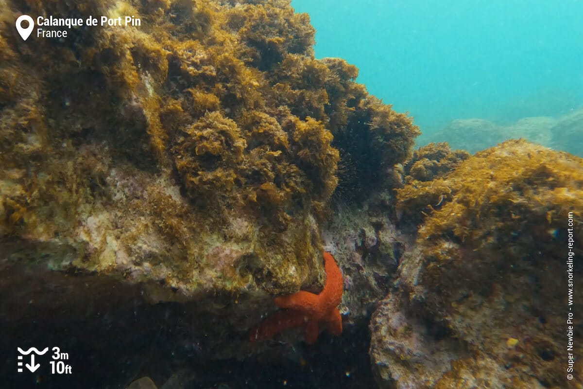 Rocky beds and sea star