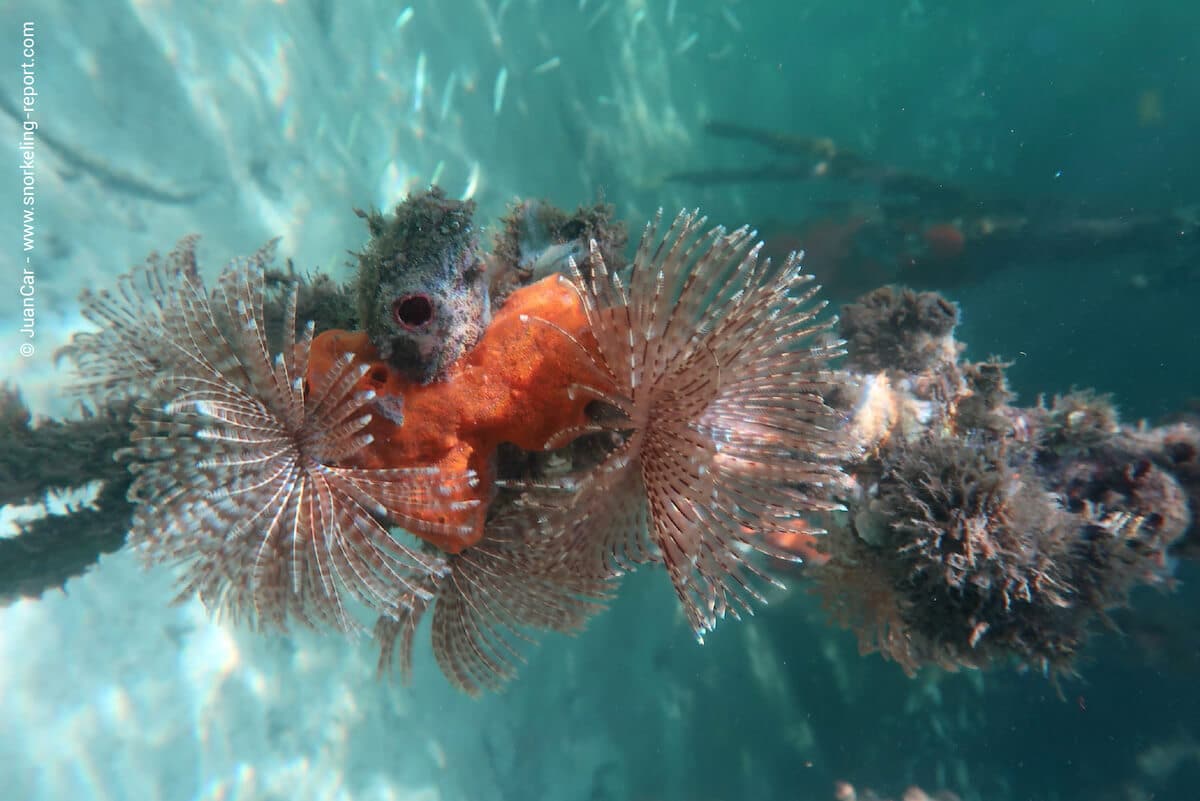 Mangrove roots covered with sponges and sabella in Bocas del Toro