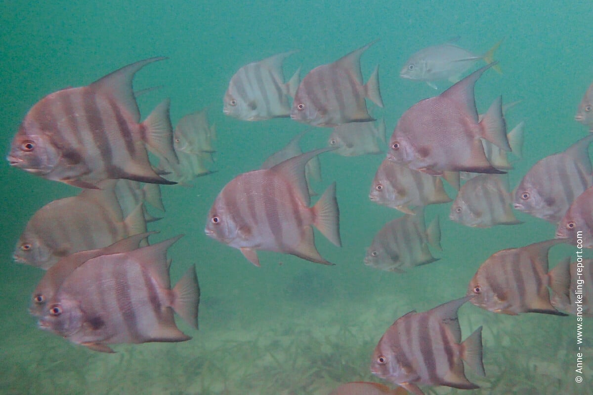 School of Atlantic spadefish at Cocovivo