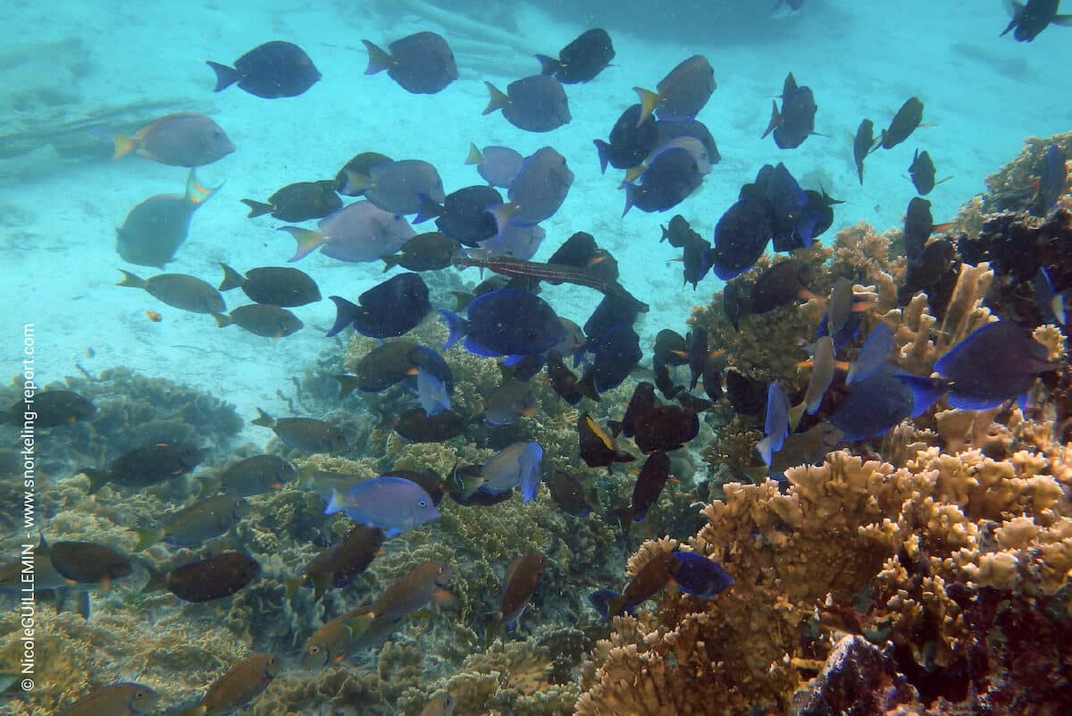 A school of blue tang at Isla Diablo