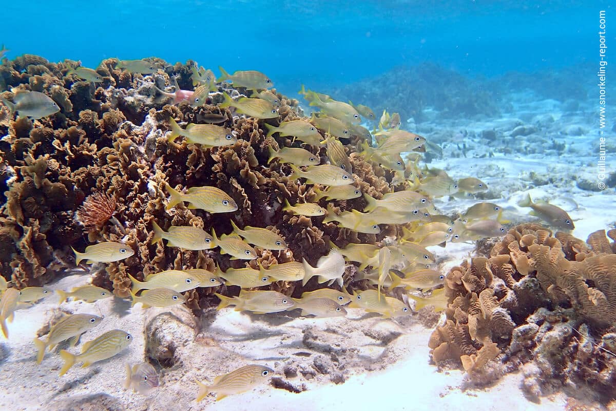 A school of French grunt in French Key