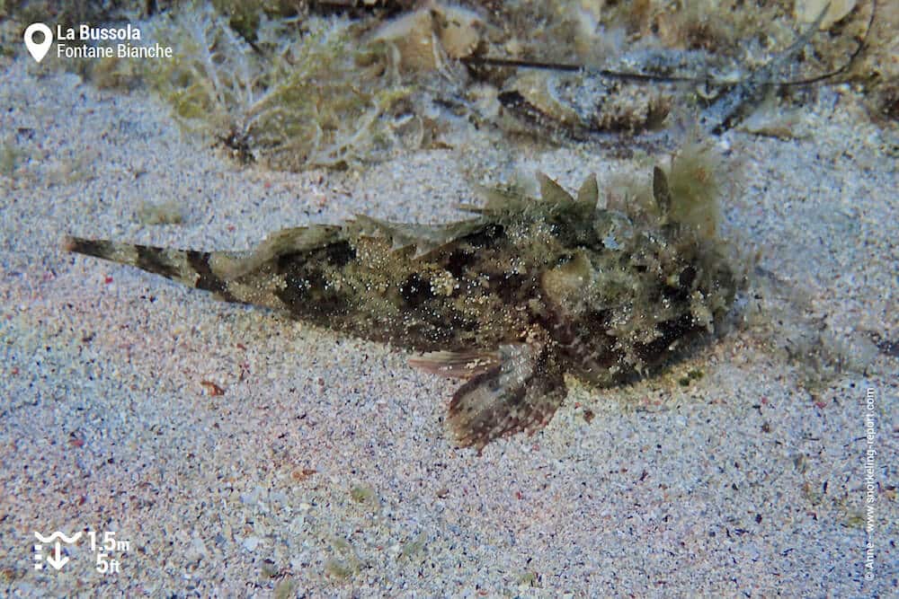 Scorpionfish in Sicily