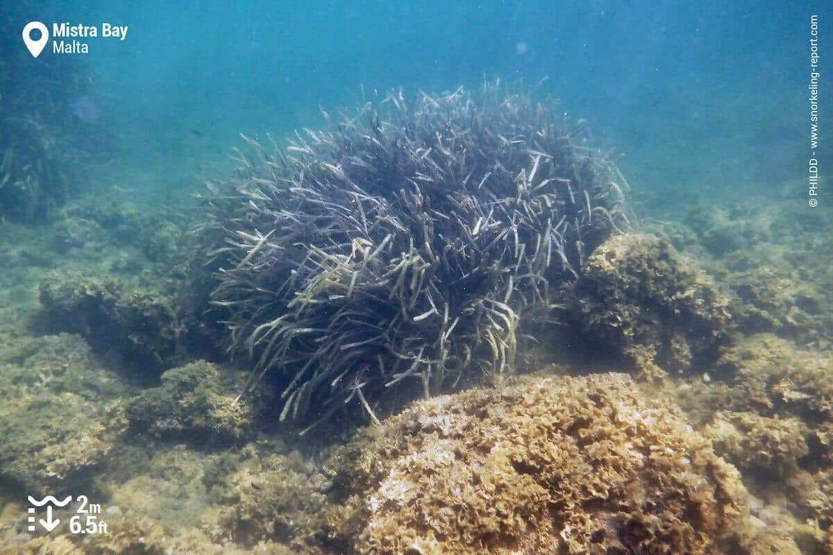 Seabed at Mistra Bay