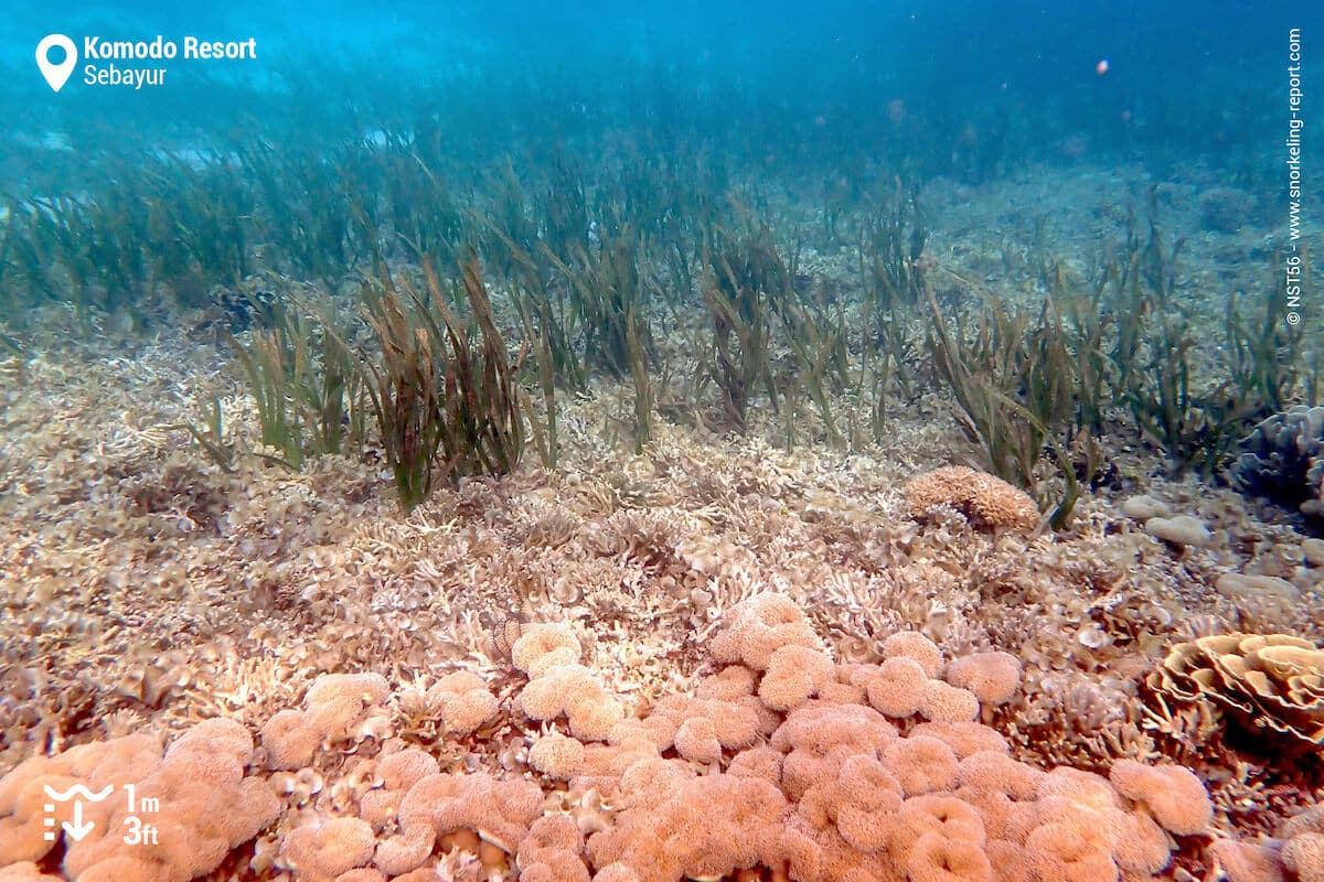 Seagrass, coral debris and patches of the Stalked Alcyonarian amongst live coral.